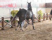 Berlin dei Folletti TosTour2013- S5 3015 : Arezzo, Arezzo Equestrian Centre, Berlin dei Folletti, Cavalli d'Italia, Toscana Tour 2013, foto di Stefano Secchi ©